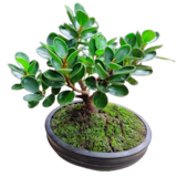10 Rekomendasi Bonsai Beringin Dolar Terbaik 1