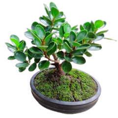 Bibit Bonsai Dolar Mikro Mangkok