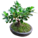 null Bibit Bonsai Dolar Mikro Mangkok 1
