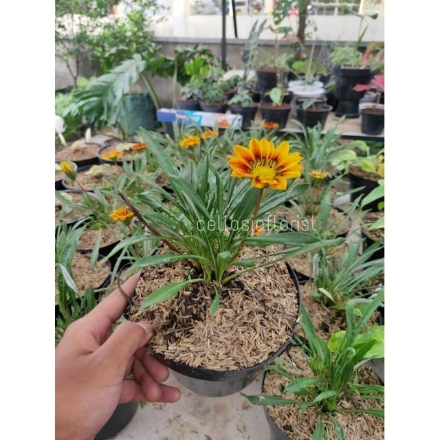  Bunga Matahari Gazania