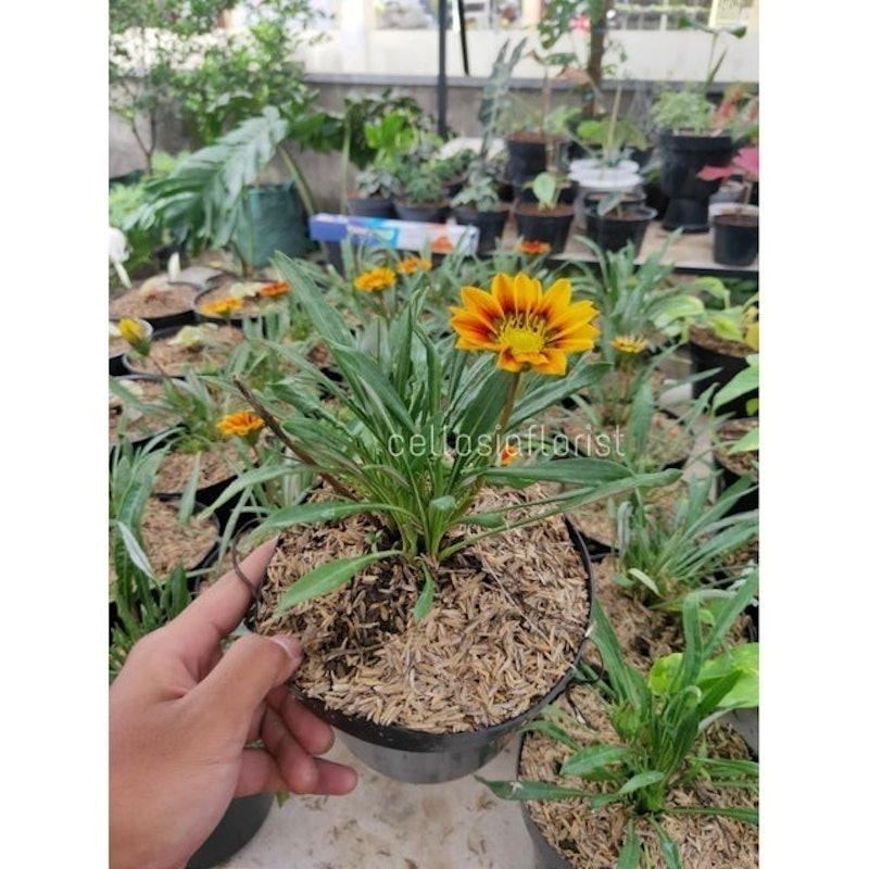 Bunga Matahari Gazania 5