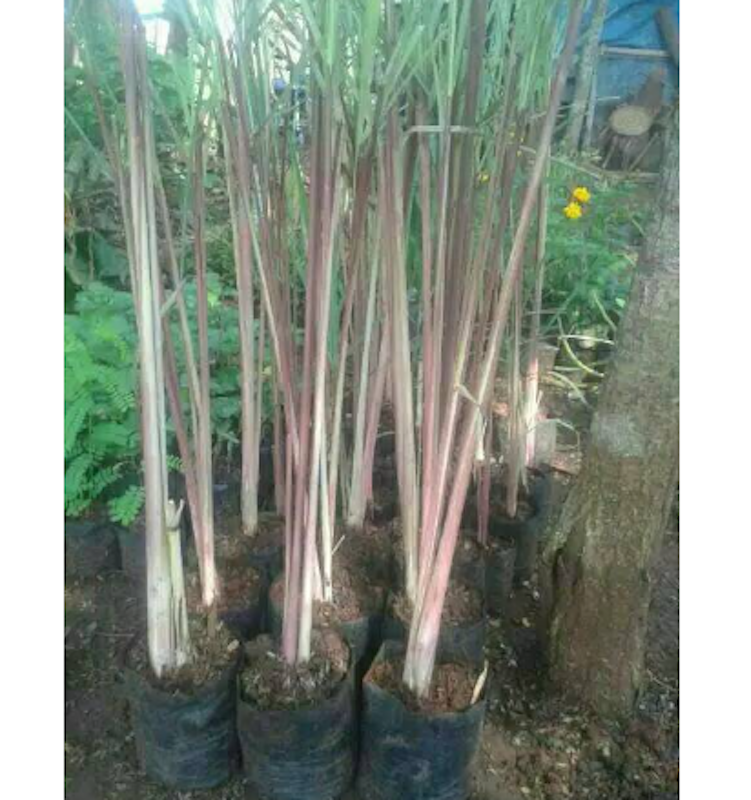 Tanaman Serai Wangi 3