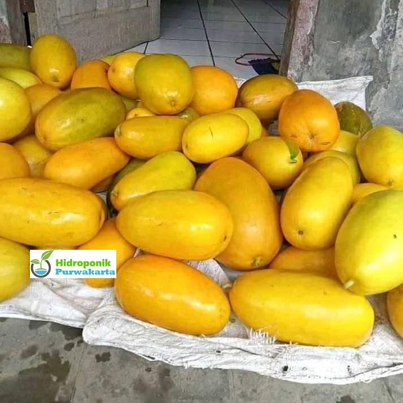 Mutiara Bumi Benih Timun Suri SURINA 4
