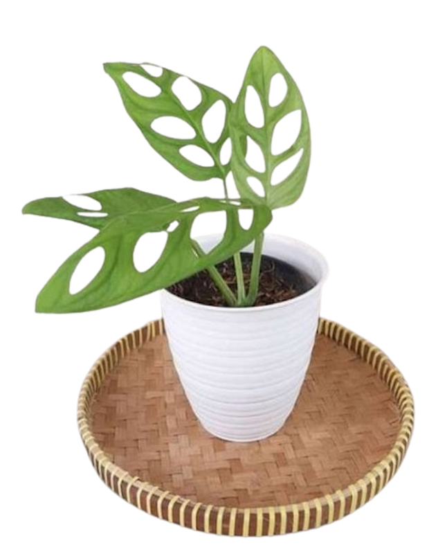 Janda Bolong (Monstera adansonii) 4