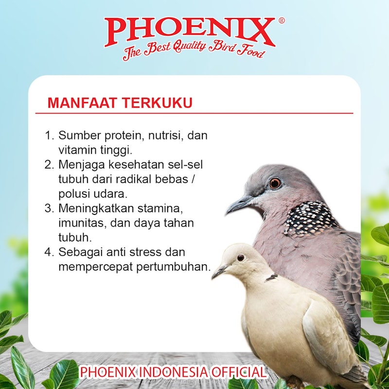 Phoenix Terkuku Pakan Puter Pelung Derkuku 2