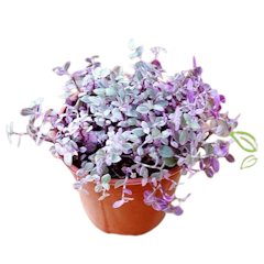 Kribo Varigata (Callisia repens)