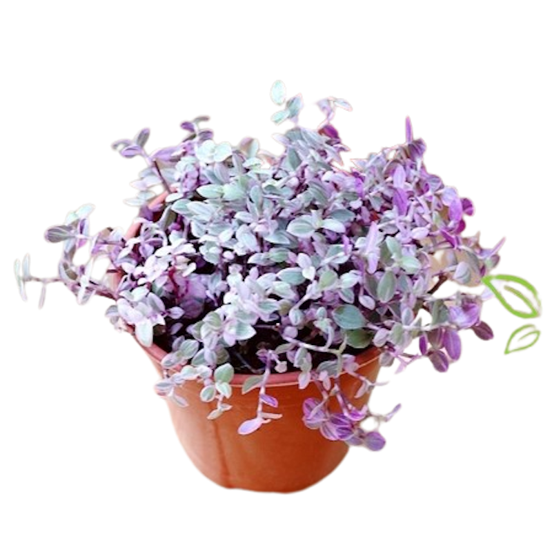 Kribo Varigata (Callisia repens) 1