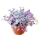 Kribo Varigata (Callisia repens) 1