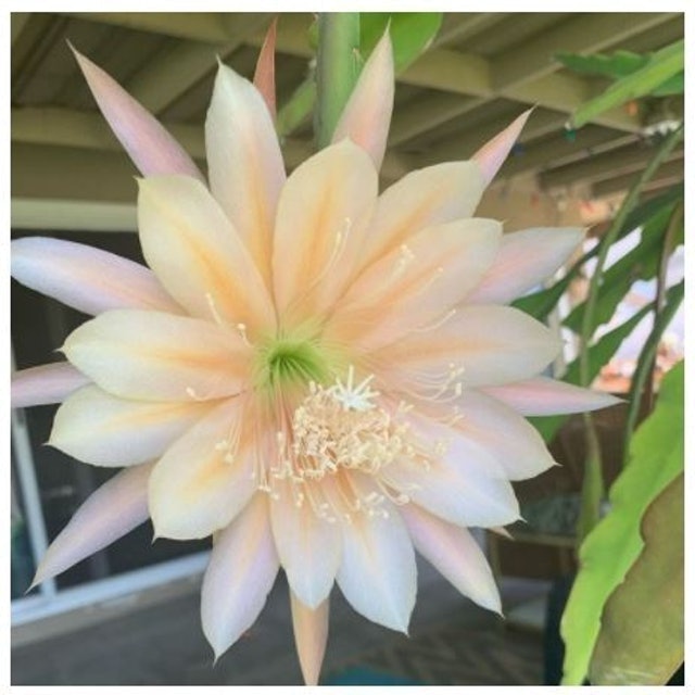 Bibit Bunga Wijayakusuma