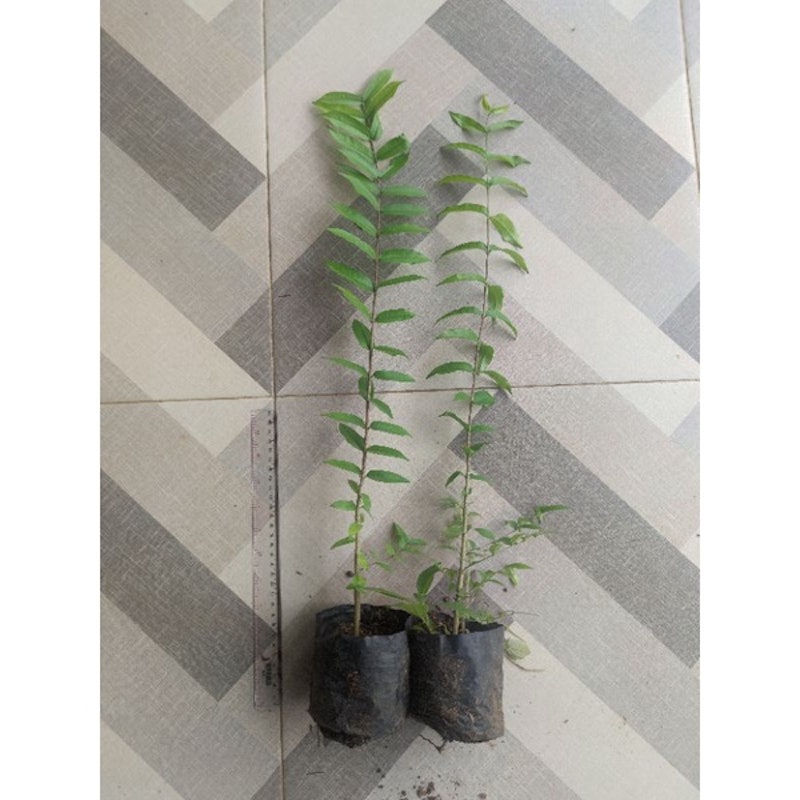 Bonsai Anting Putri 3