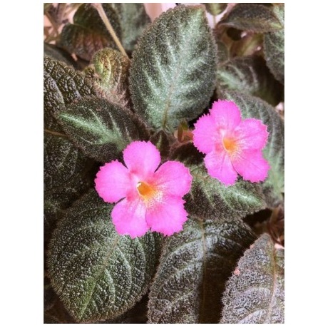 Tanaman Hias Episcia 4