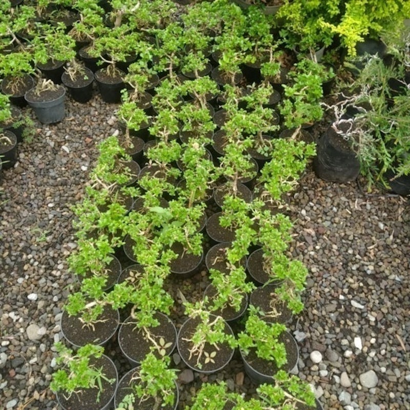 Bonsai Mame Sancang 4