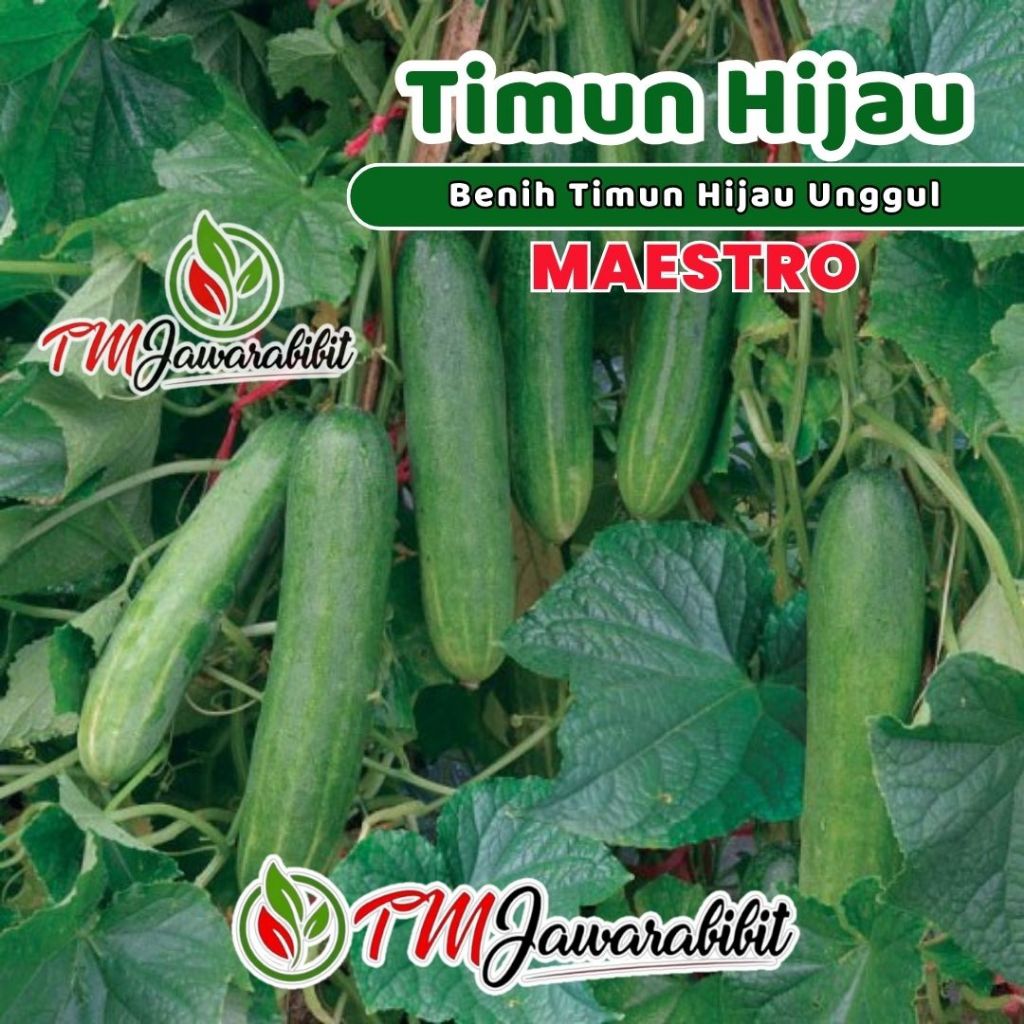 Jawara Benih Timun Hijau Unggul MAESTRO 4