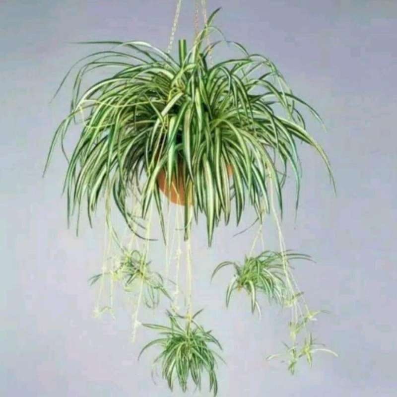 Lili Paris / Spider Plant (Chlorophytum comosum) 5