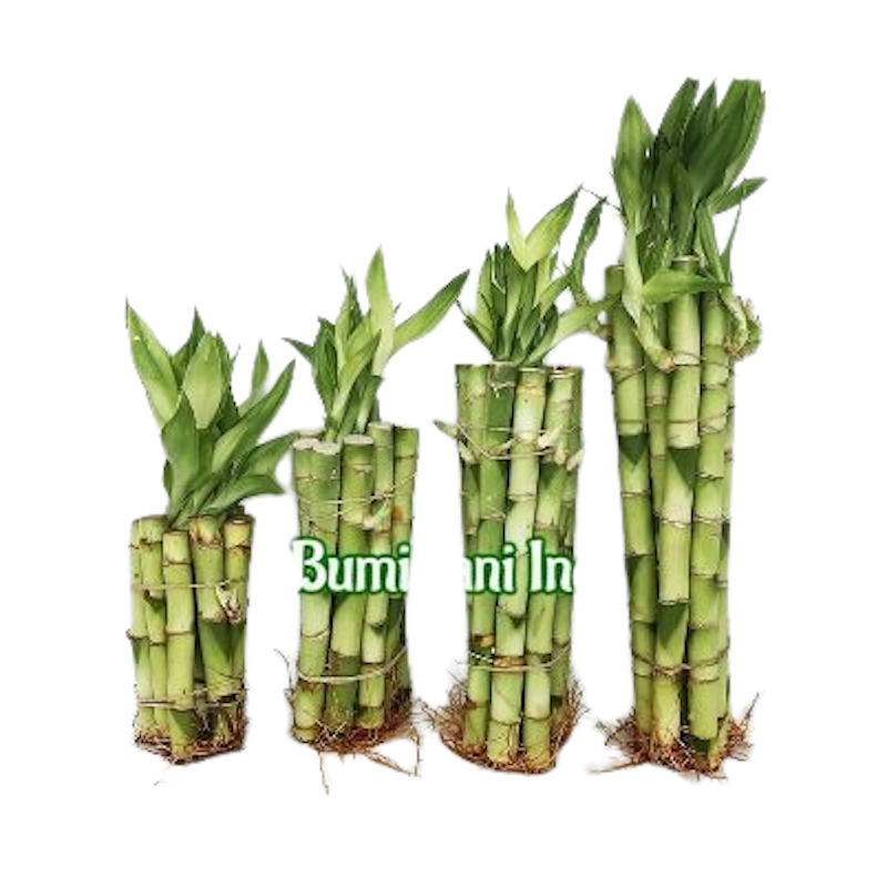 Lucky Bamboo (Dracaena sanderiana) 1