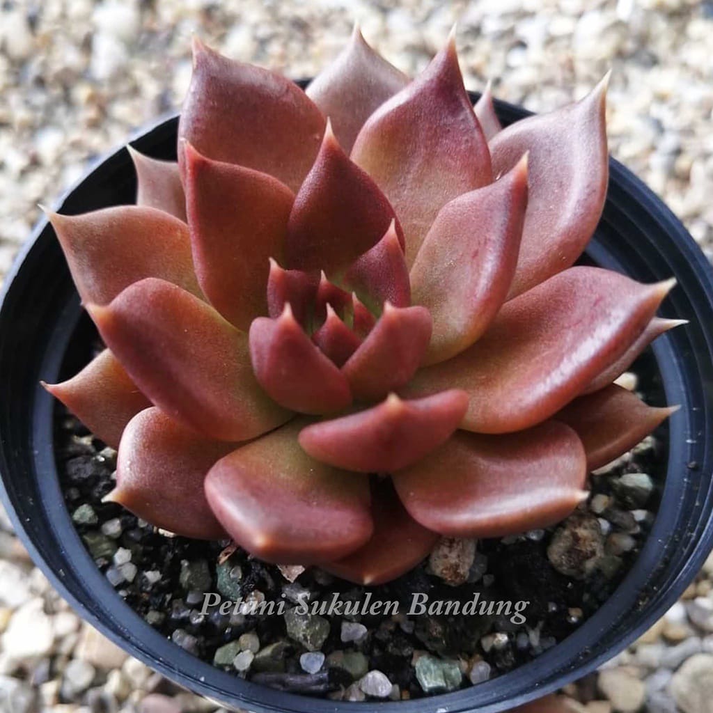 Petani Sukulen Bandung Kaktus Premium Import