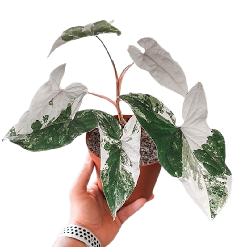 Syngonium Albo Varigata 1