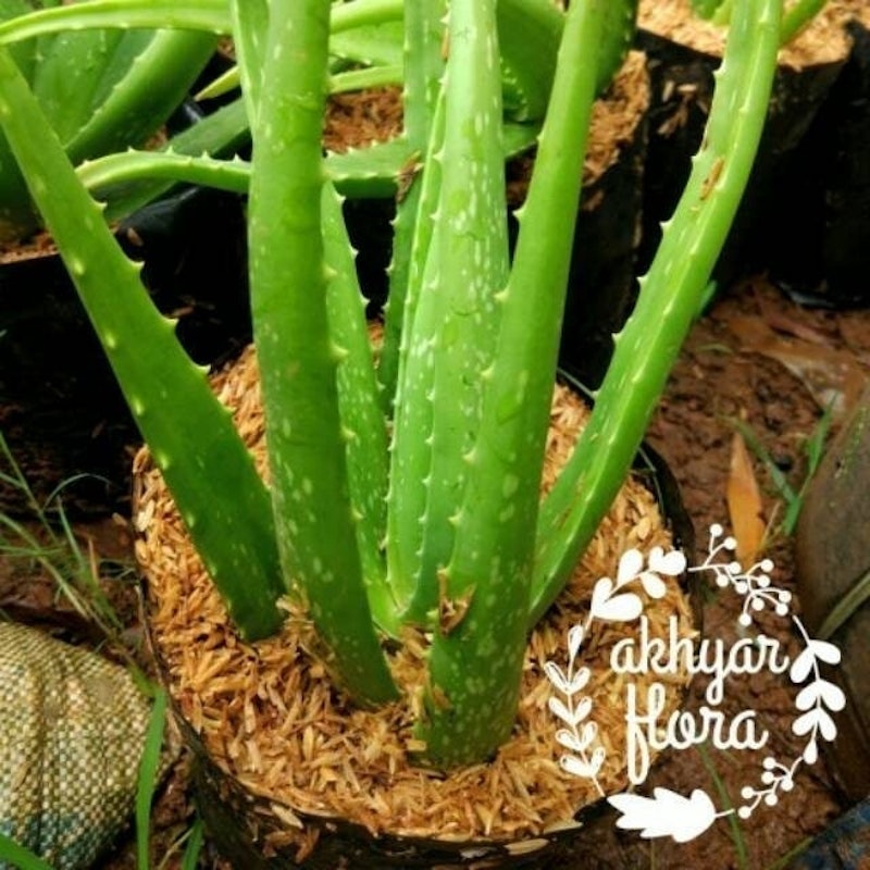 Lidah Buaya 2