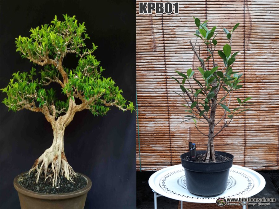  Bibit Bonsai Kimeng Pecah Batang