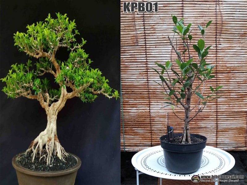 Bibit Bonsai Kimeng Pecah Batang 4
