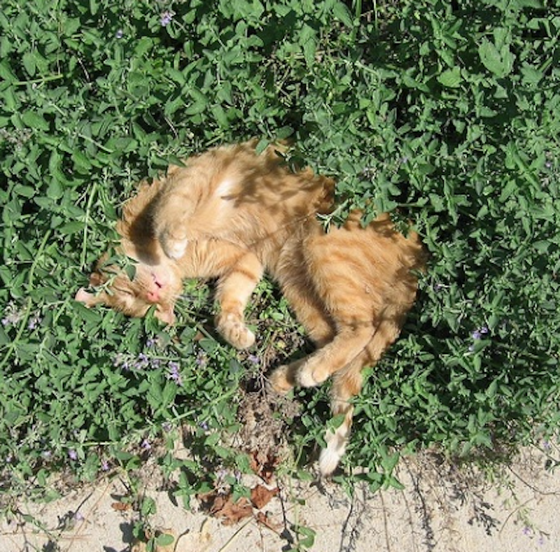 Tanaman Catnip 4