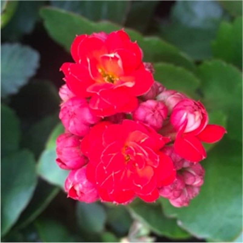 Cocor Bebek / Kalanchoe calandiva 3