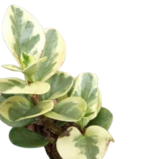Paperomia Obtusifolia Variegata