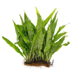 Java Fern Kadaka