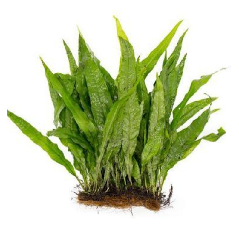 Java Fern Kadaka 1