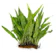 Java Fern Kadaka 1