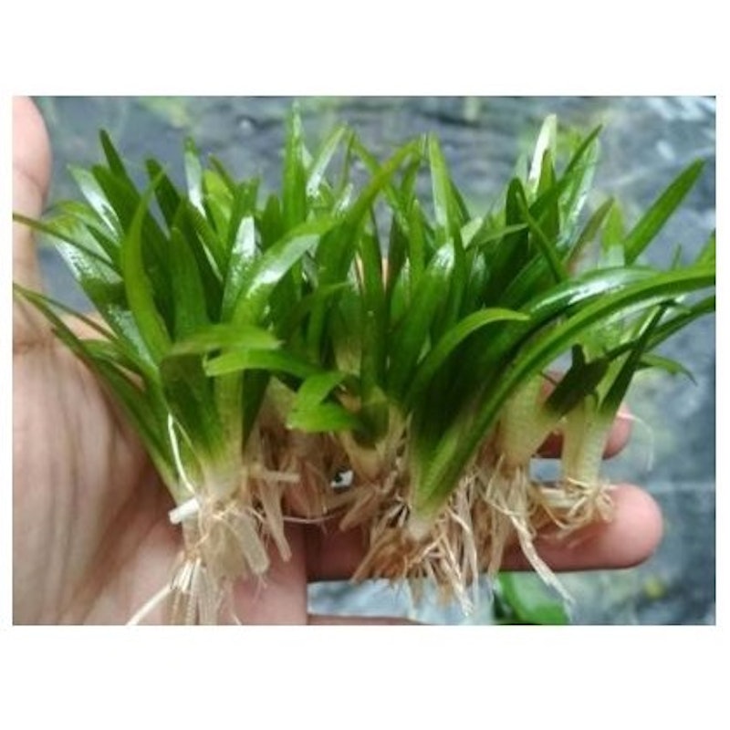 Sagittaria Subulata Dwarf 3