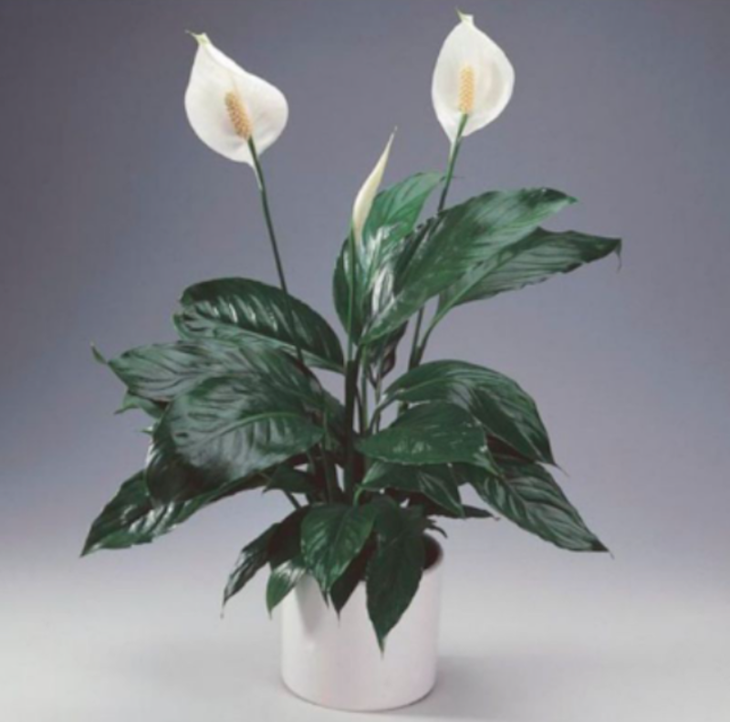 Peace Lily (Spathiphyllum) 1