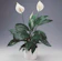 Peace Lily (Spathiphyllum) 1
