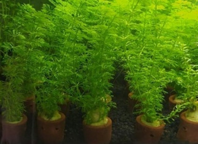  Limnophila sessiliflora