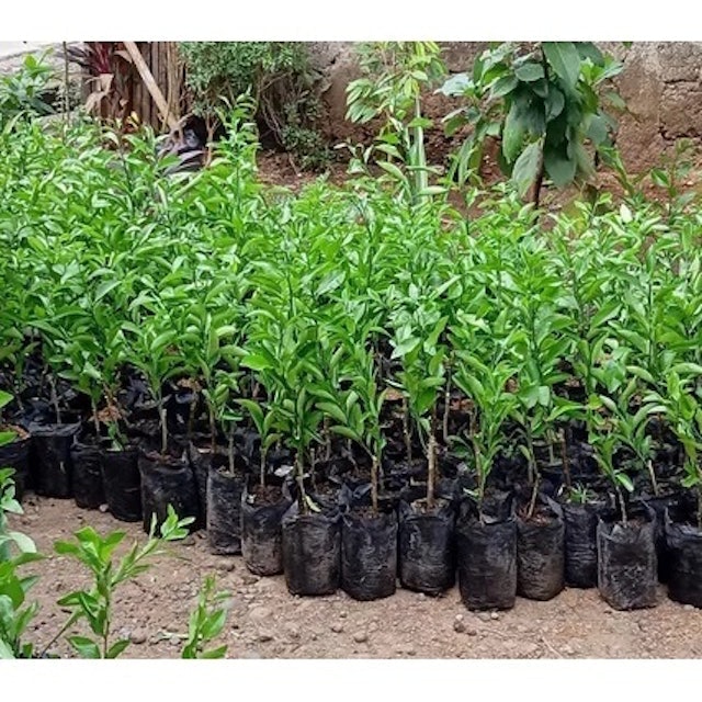 Bibit Jeruk Santang Madu Lampung 2