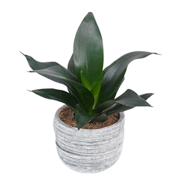 Sansevieria Mini Black Dragon Succulent 1