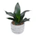 null Sansevieria Mini Black Dragon Succulent 1