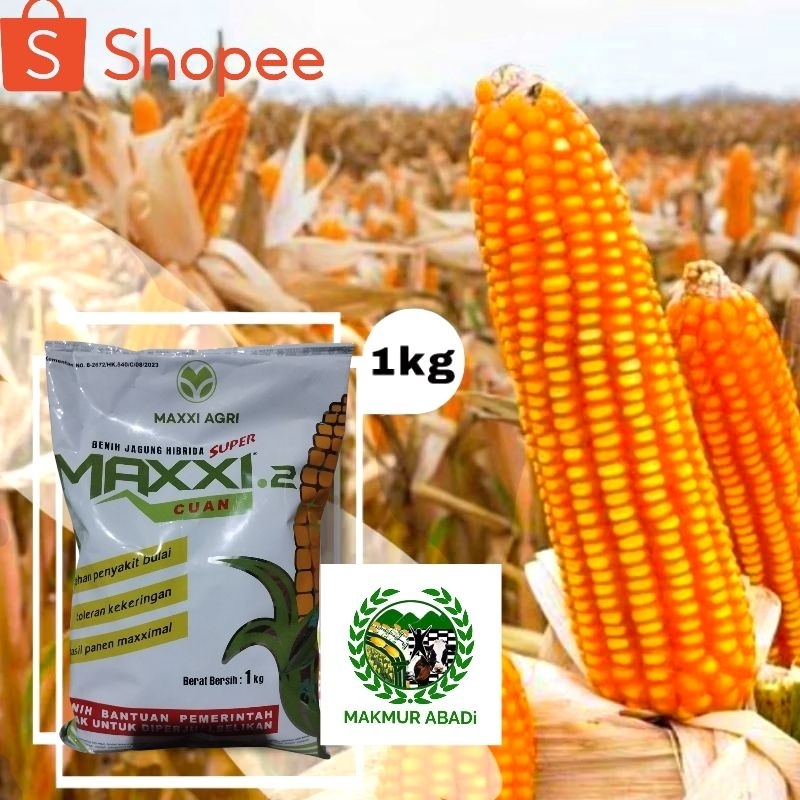 Maxxi 2 Cuan Benih Jagung Hibrida Super 5