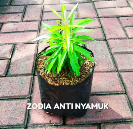  Tanaman Zodia
