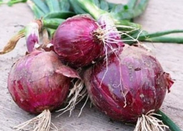  Haira Seed Onion Red Burgundy