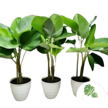 Cuban Cigar (Calathea Lutea)