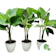 Cuban Cigar (Calathea Lutea) 1
