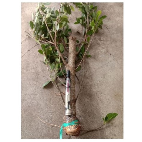 Bibit Bonsai Kimeng Pecah Batang