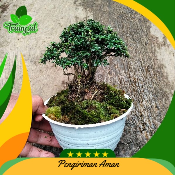  Bonsai Serissa / Sribubintang / seribu bintang / Serbin