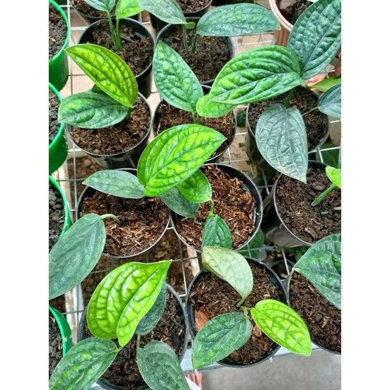 Monstera karstenianum 4