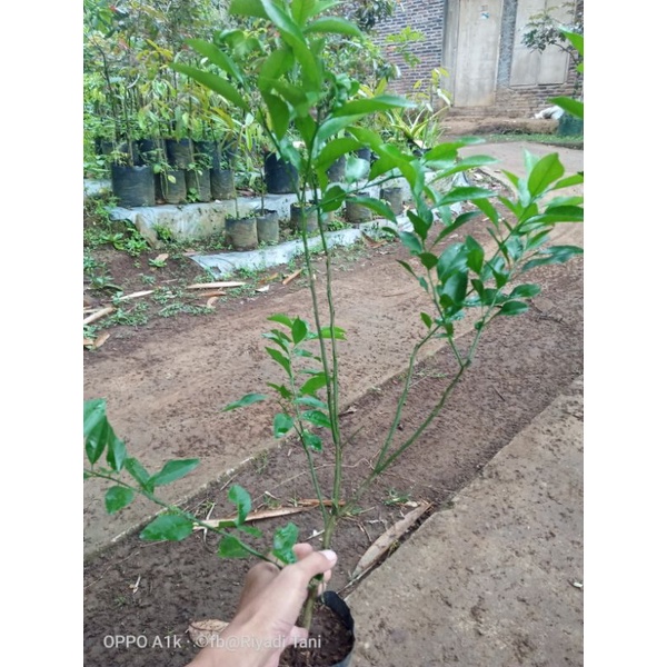 Bibit Jeruk Santang Madu Cangkok 3