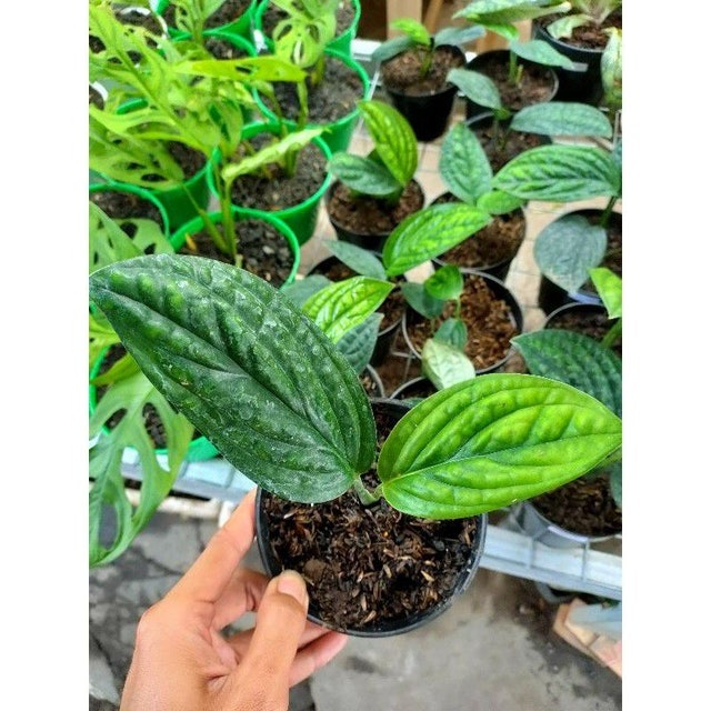  Monstera karstenianum