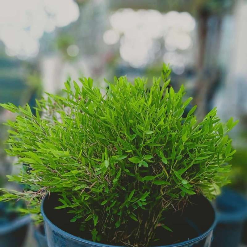 Bonsai Bambu 1
