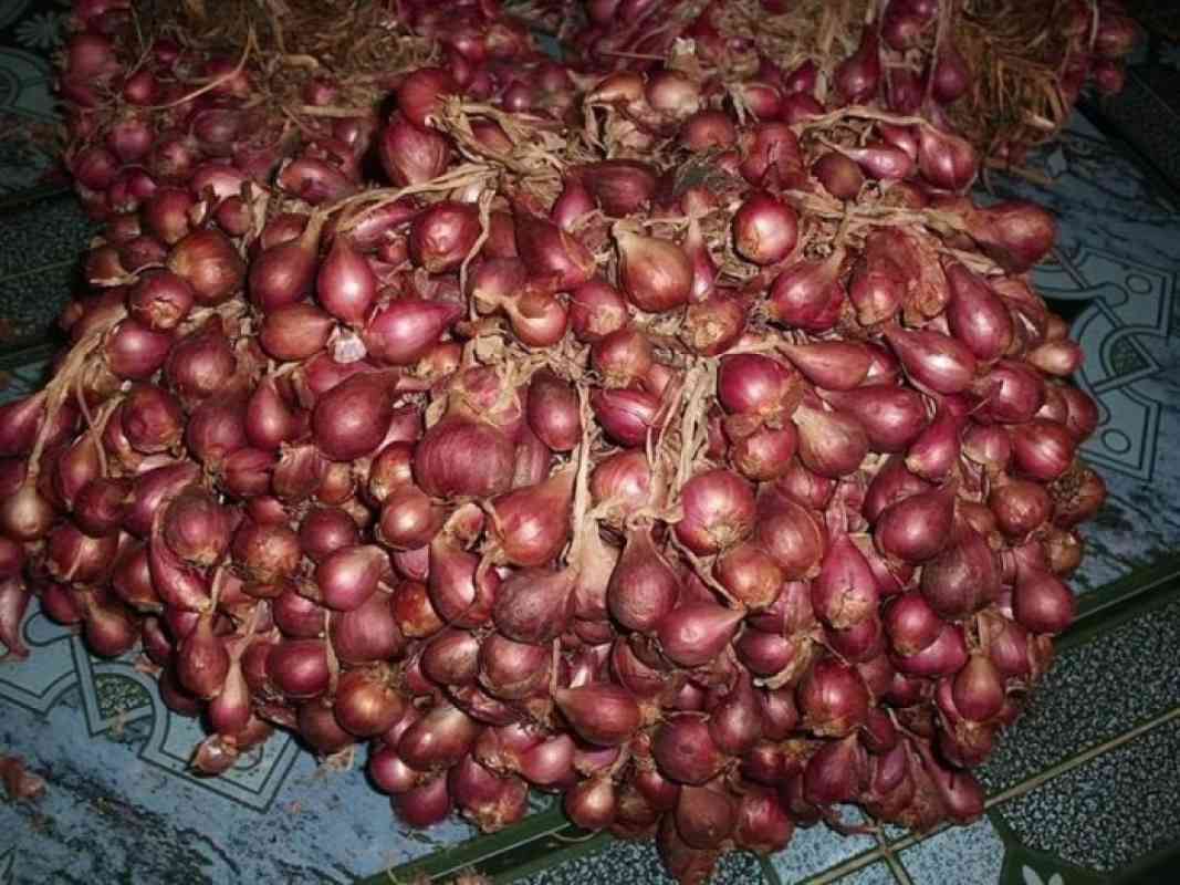  Bibit Bawang Merah Bima Brebes 