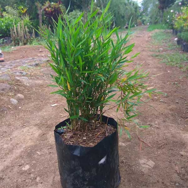 Bonsai Bambu 2